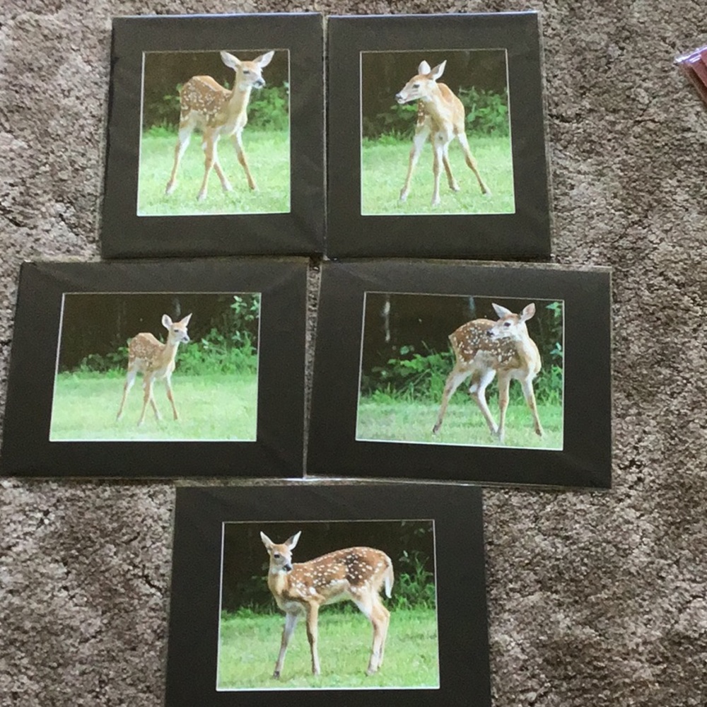 5 Baby Deer Pictures